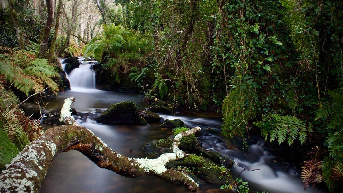 'Memorias de auga e cerne', imaxe gañadora nas redes sociais.