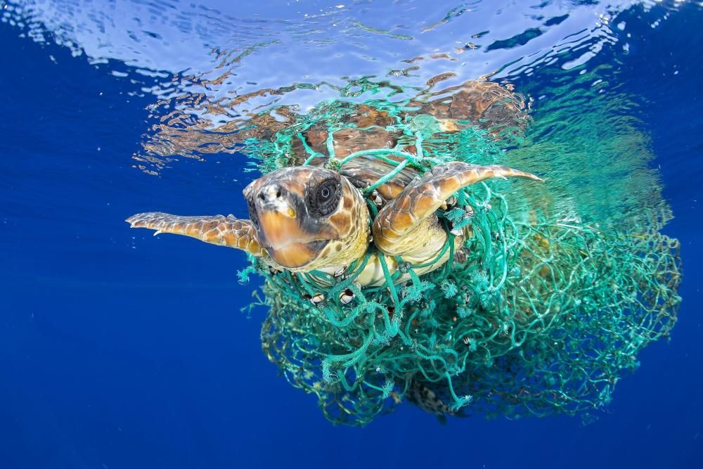 Una tortuga marina embolicada en una xarxa de pesca mentre neda en aigües de Tenerife, a les Illes Canàries