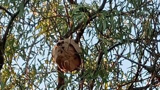 Aparece el primer nido de avispa asiática en la provincia de Zamora