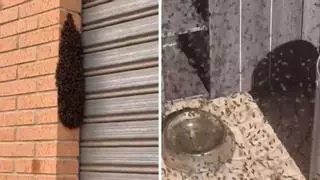 Las abejas “invaden” Alicante en cuestión de minutos: qué está pasando realmente y qué debes hacer