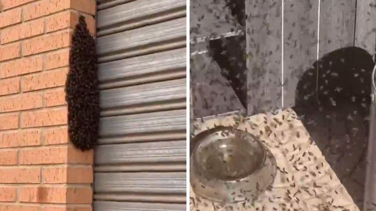 ¿Por qué hay abejas agrupándose en casas y vehículos en Alicante? Tiene explicación
