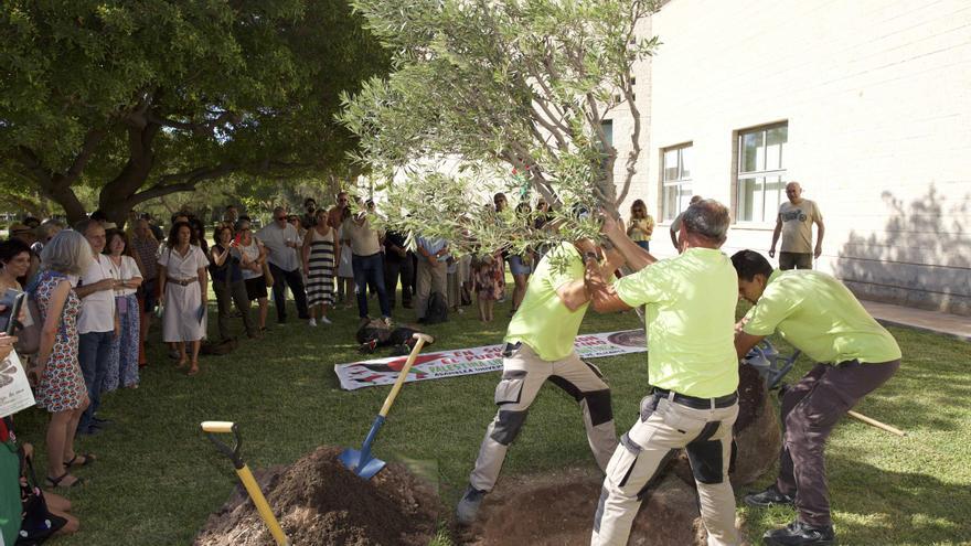 La Universidad de Alicante planta un olivo por la paz en Palestina