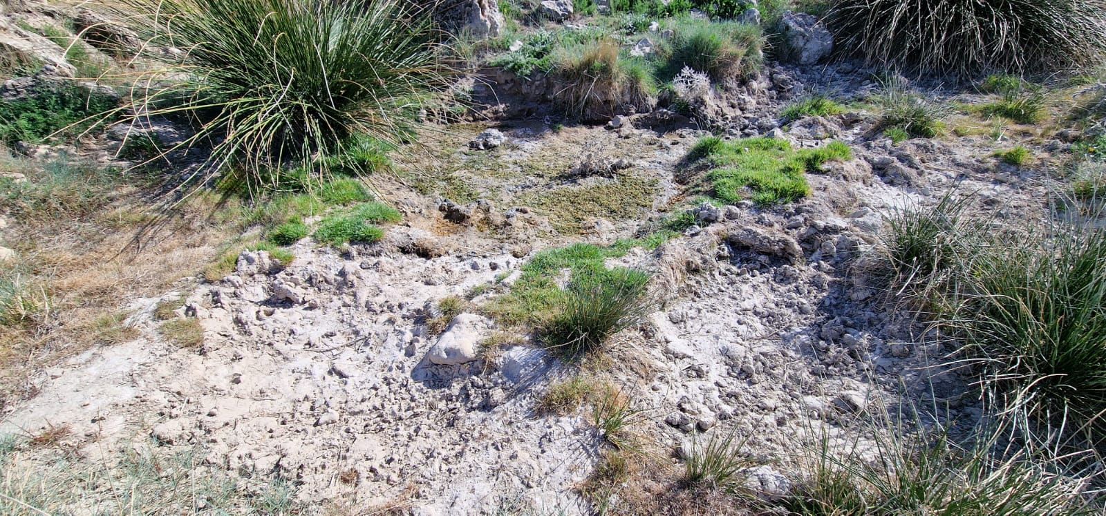 Efectos de la sequía sobre cultivos de cereal y montes en la Junquera, El Moralejo (Caravaca de la Cruz).