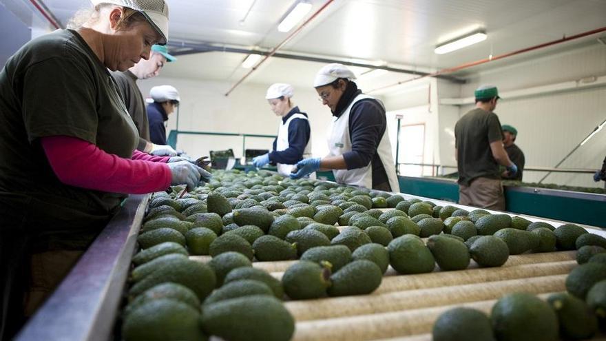 Una de las plantas de envasado de aguacates en el litoral malagueño más oriental.