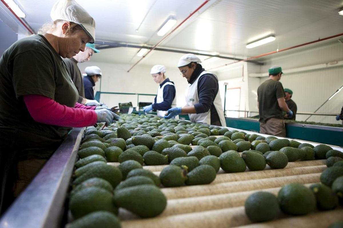 Frutas Montosa es la proveedora de aguacates a Mercadona.
