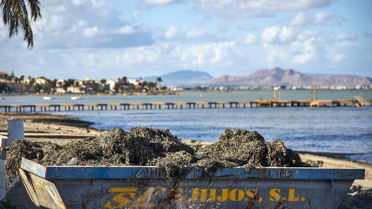 Algas recogidas en la playa de Los Urrutias, ayer.