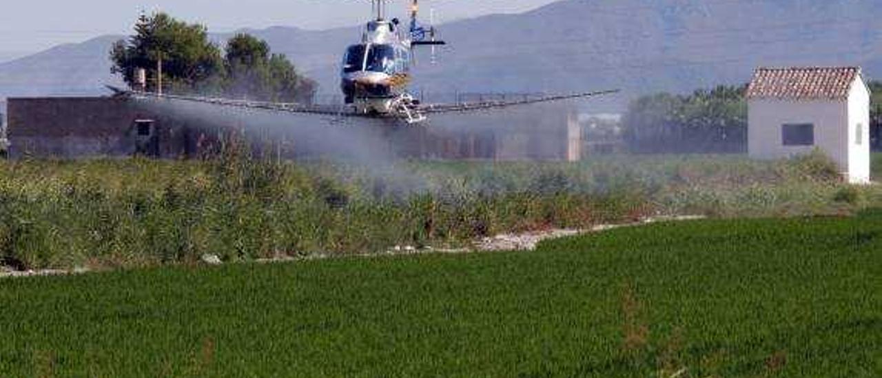 Sueca ya combate la mosca negra y el mosquito tigre