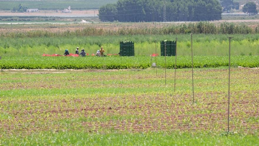 El campo alicantino exige un régimen simplificado para perceptores de la PAC por debajo de 5.000 euros