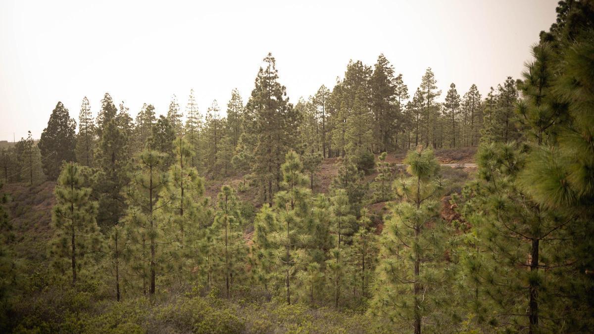 Ifonche, en Adeje, uno de los pueblos de la Tenerife vaciada