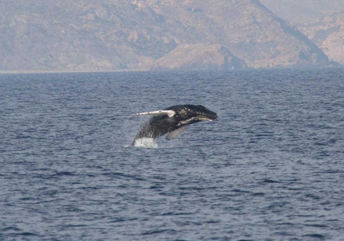 Avistan una ballena junto a las costas de la Región