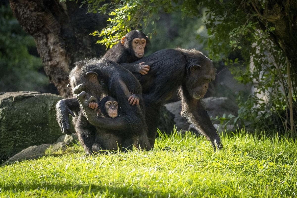 Familia de chimpancés con las crías Ekon y Cala, su prima, en la selva del Bioparc.