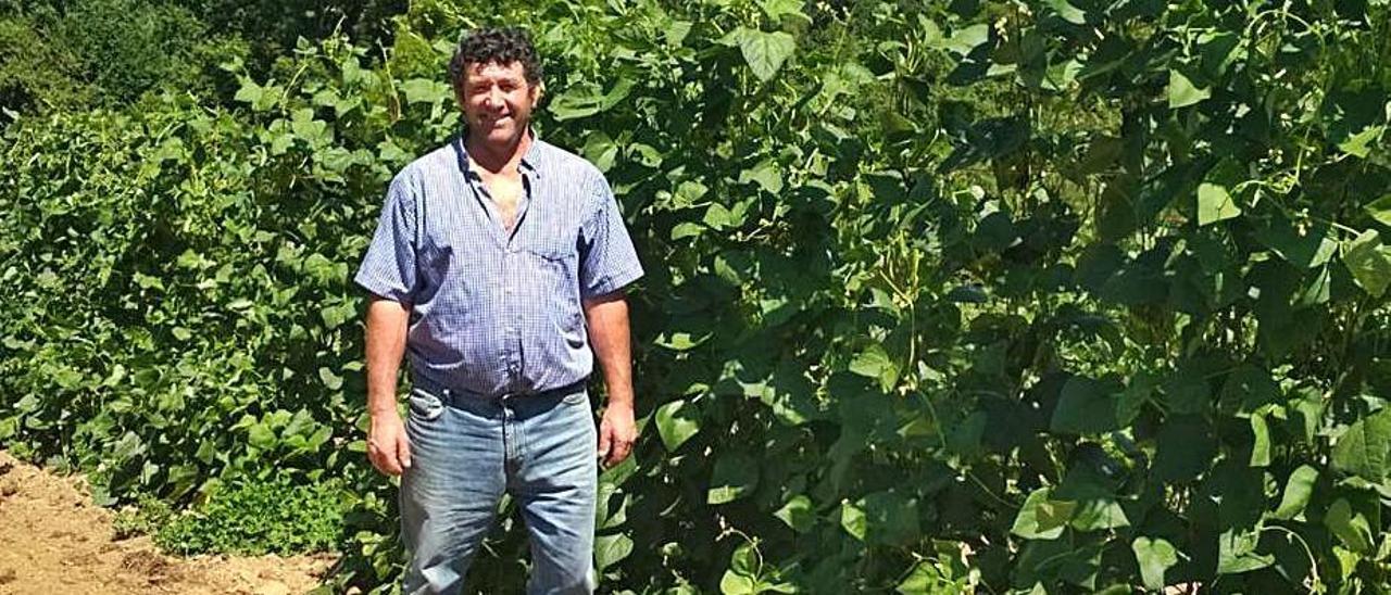 Juan Sánchez, en su plantación de fabas en Argüelles (Siero). | A. I.