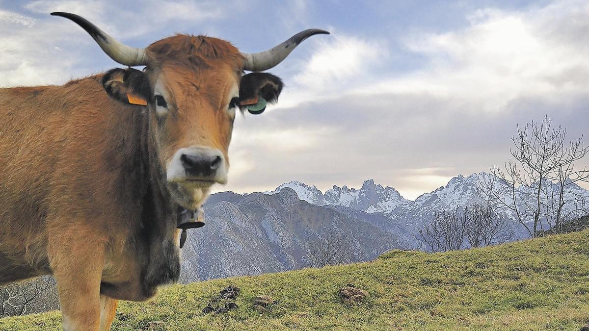 Una vaca, en la collada de Pandejana, con el Picu Urriellu y parte del Macizo Central al fondo.