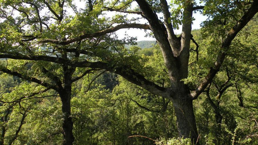 Els boscos catalans absorbeixen cada cop menys quantitat de CO2