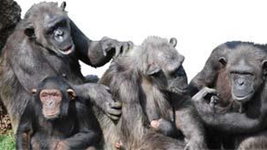 Un grupo de chimpancés del Bioparc se muda a otros parques para reproducir la especie.