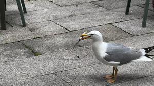 Otra foto de la gaviota que robó el cuchillo en la Praza da Pedra, en Vigo