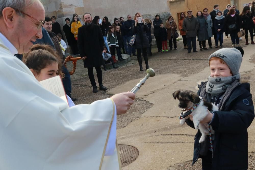 Celebración del día de san Antón en Monfarracinos.