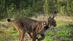 El lince Walabi tras su suelta en Doñana.