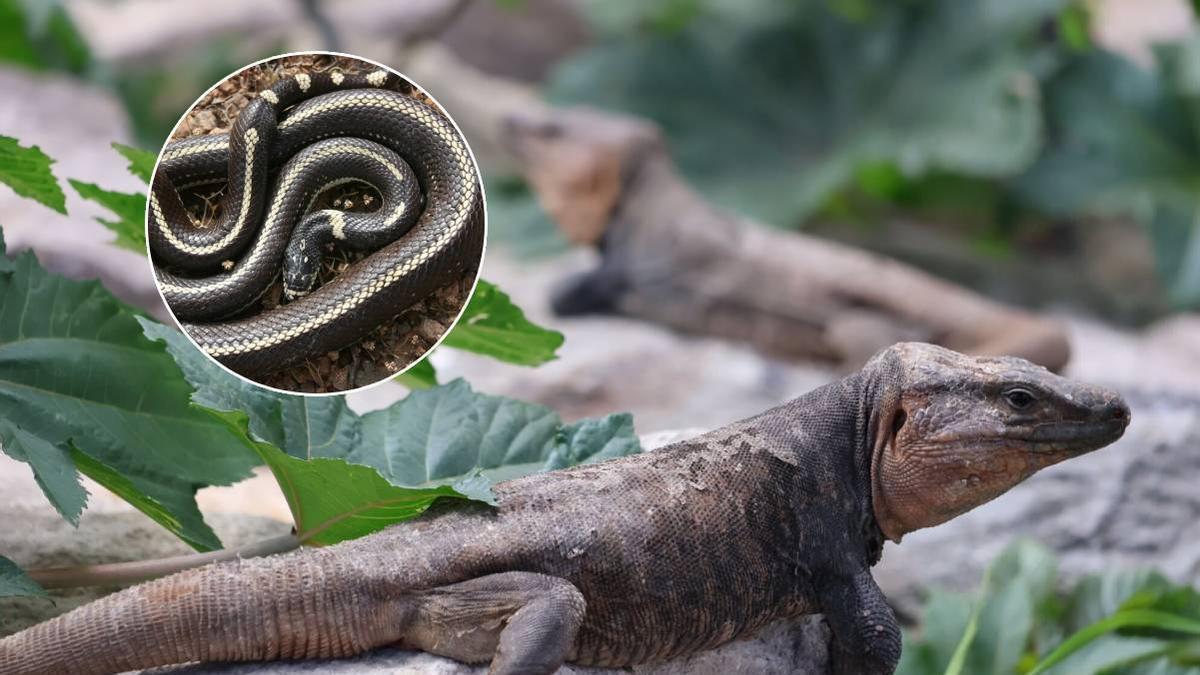 La increíble recuperación de un lagarto canario en Gran Canaria: sobrevivió al ataque de una culebra californiana y volvió a comer gracias a sus rescatadores