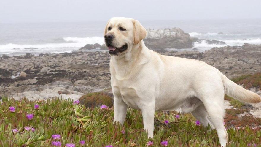 Cinco planes para pasar un día perfecto con tu mascota