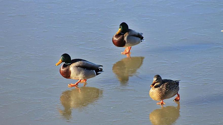 Patos sobre el hielo en la laguna de Fuentesaúco.