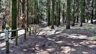 Permitido el tránsito por senderos de municipios del norte de Tenerife desde este sábado