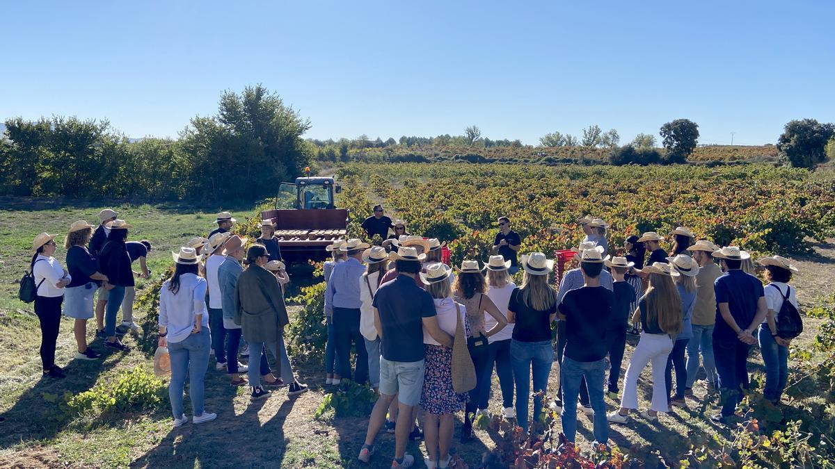 Los asistentes a la jornada de vendimia y almuerzo tendrán la oportunidad de vendimiar sus propias uvas.