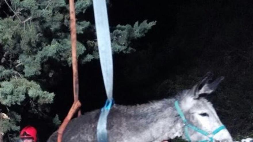 Rescatado a un burro tras caer a una fosa de 4 metros en Forcall