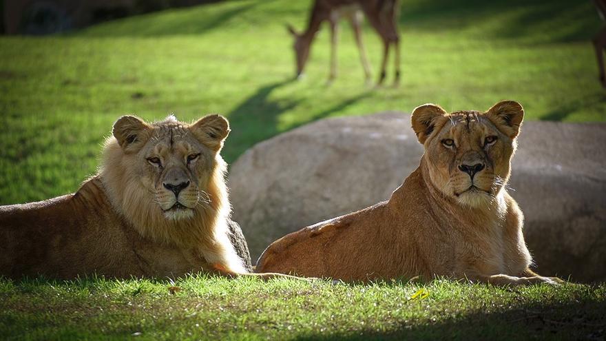 Muere Sortuda, la leona matriarca de Bioparc València