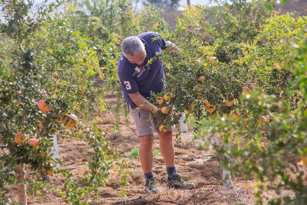 Una familia de agricultores de Elche escoge suelos torrevejenses para cultivar el fruto con denominación de origen