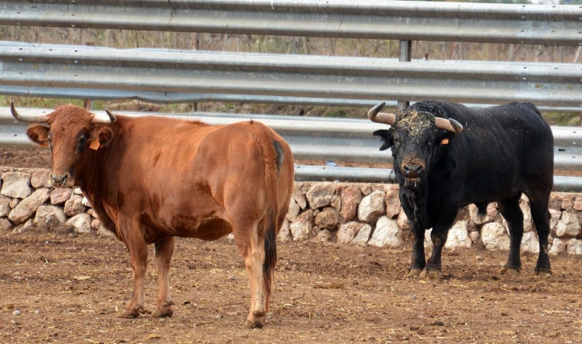 La ganadería de Fernando Machancoses resiste al coronavirus pese a no tener ingresos