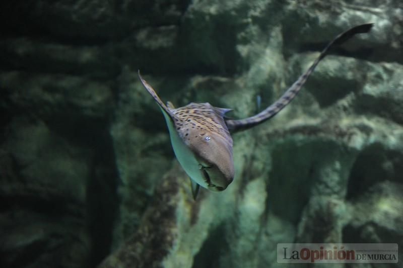 El acuario de la UMU albergará las especies emblemáticas del Mar Menor