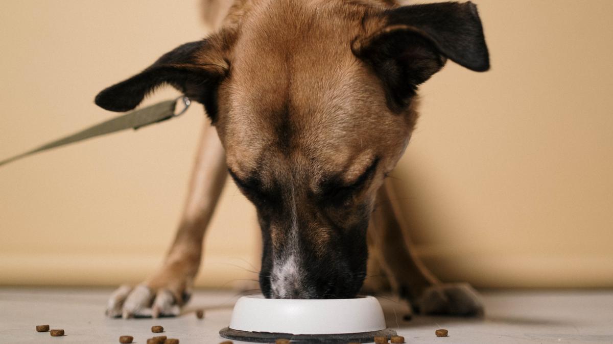 La OCU selecciona el mejor pìenso para perros.