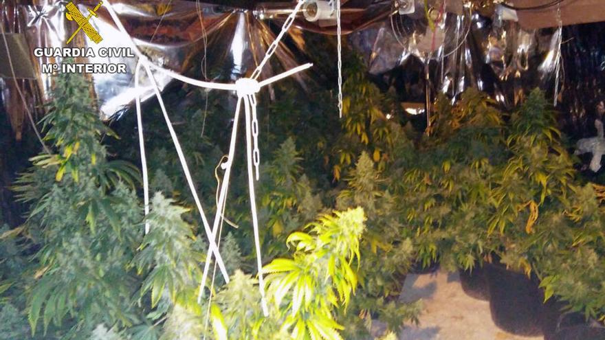 Desmantelan una plantación con 50 plantas de marihuana