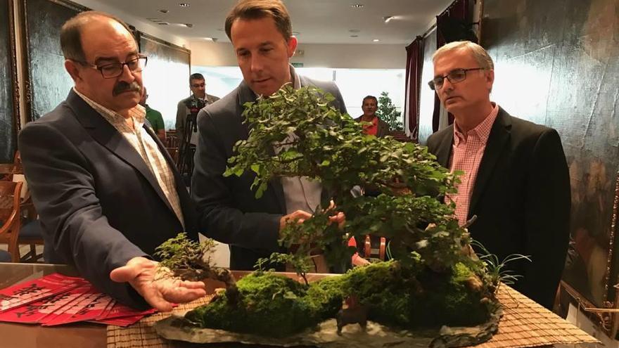 El alcalde, Fulgencio Gil, observa un eejemplar de bónsai durante la presentación de la muestra.