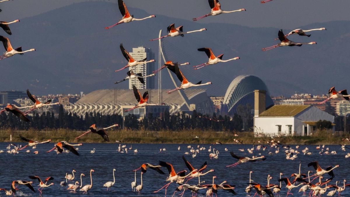 Cientos de flamencos toman la Albufera de Valencia durante su migración invernal.