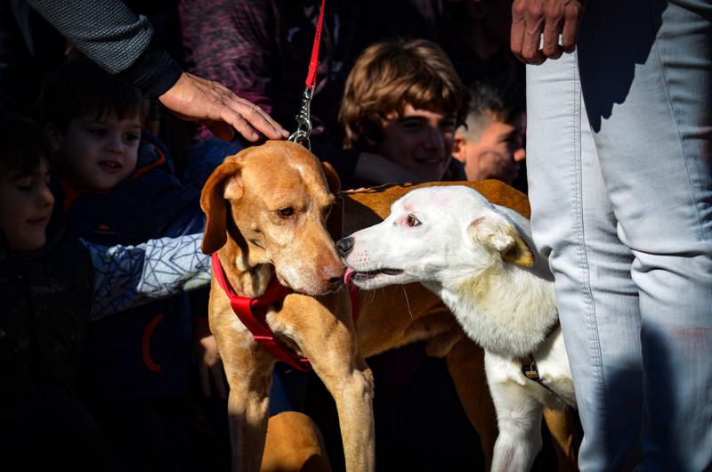 Fundación Bioparc y AUPA celebran el 15º Desfiles de perros abandonados