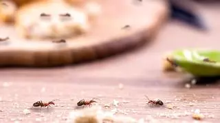 Adiós a la hormigas: la cuchara que debes poner en el marco de la puerta para que no entren