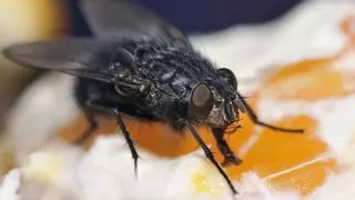 Sorprendente: el truco del “numerín” para que no entren moscas en casa