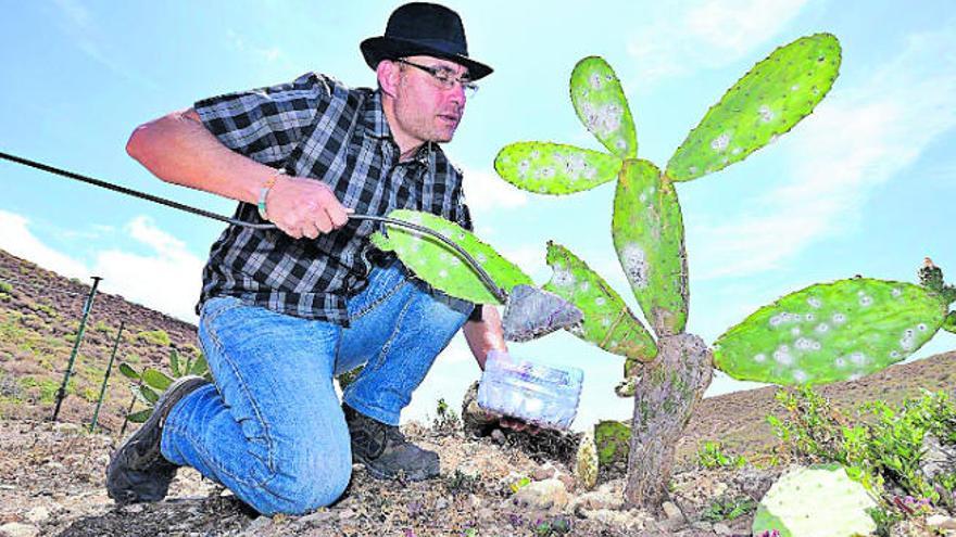 Lorenzo Pérez, presidente de Acecican, en plena faena en su finca.