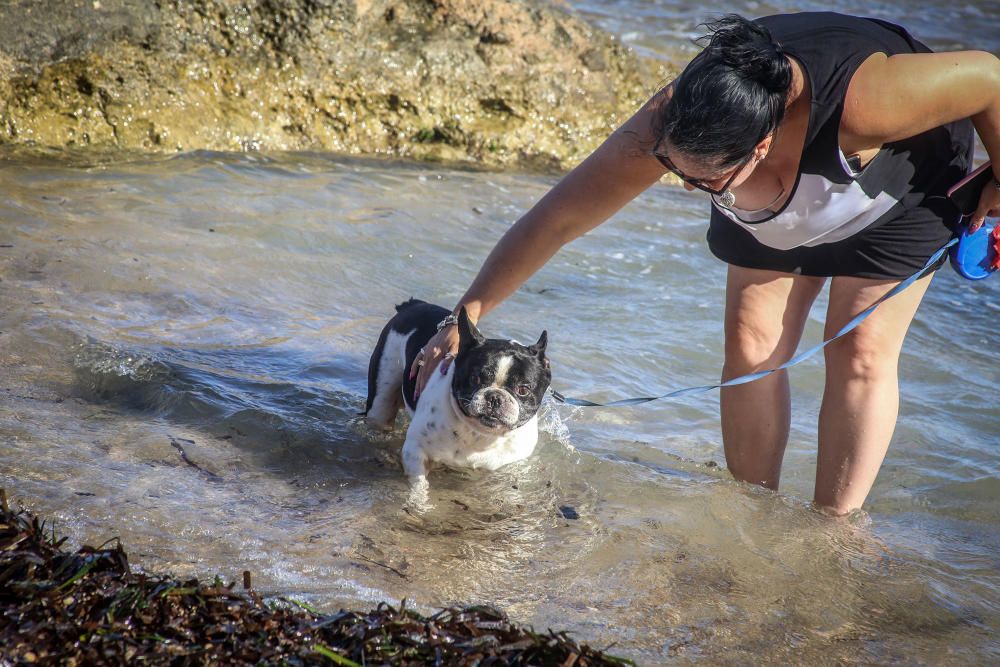 Docenas de usuarios de las playas acompañados de sus perros acudieron a Punta Margallo a pedir respeto y civismo en estos tramos litorales tras los "actos de sabotaje" de las señalizaciones