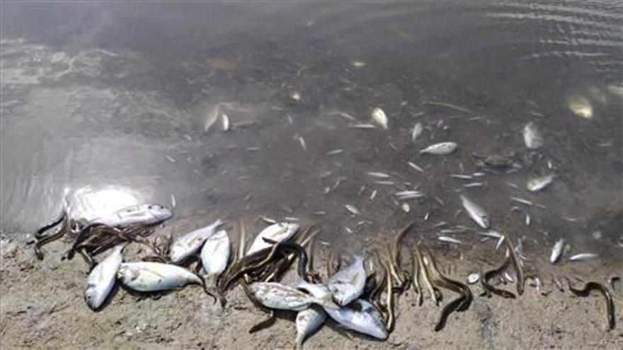 Aparecen miles de peces muertos a orillas del Mar Menor