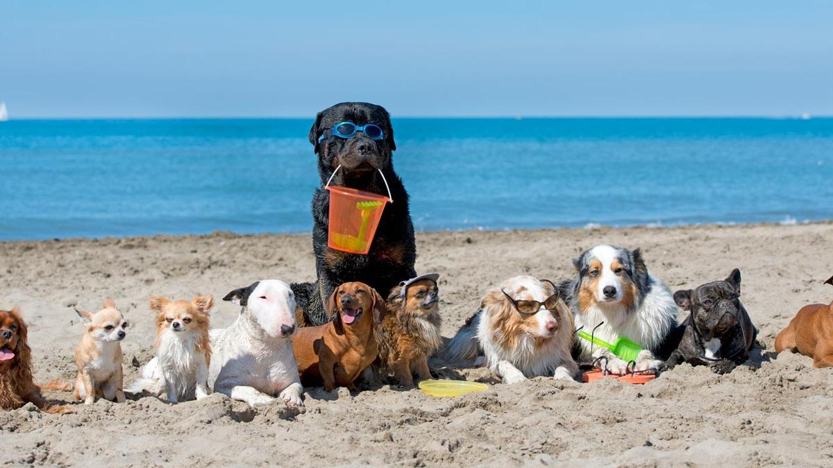 Playa perros