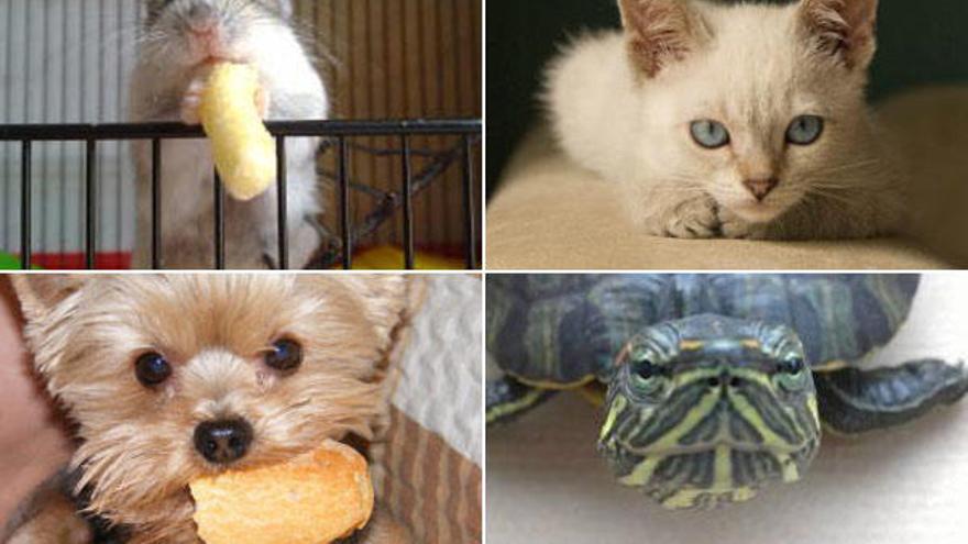 Algunos de los participantes de la nueva edición del &quot;Concurso Tu Mascota&quot;