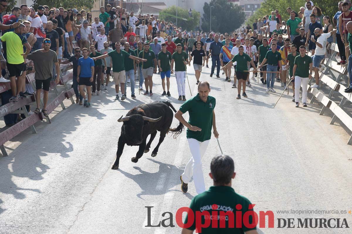 Quinto encierro de la Feria Taurina del Arroz en Calasparra