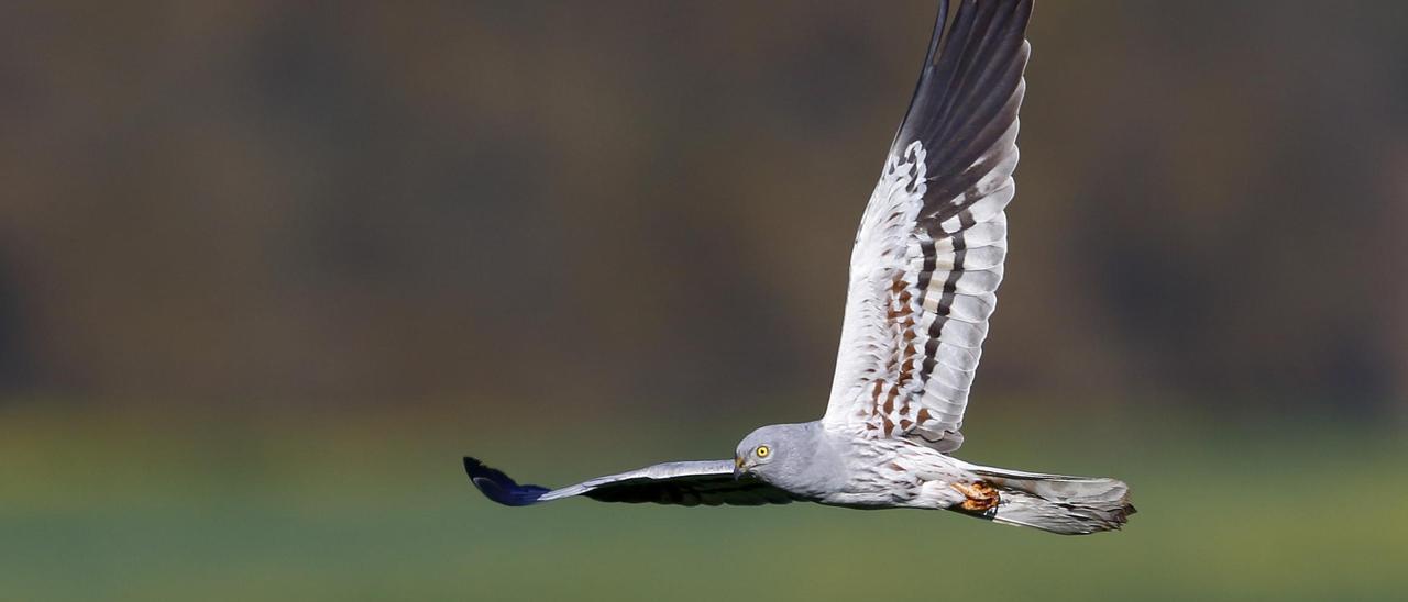 Vuelo del aguilucho cenizo.