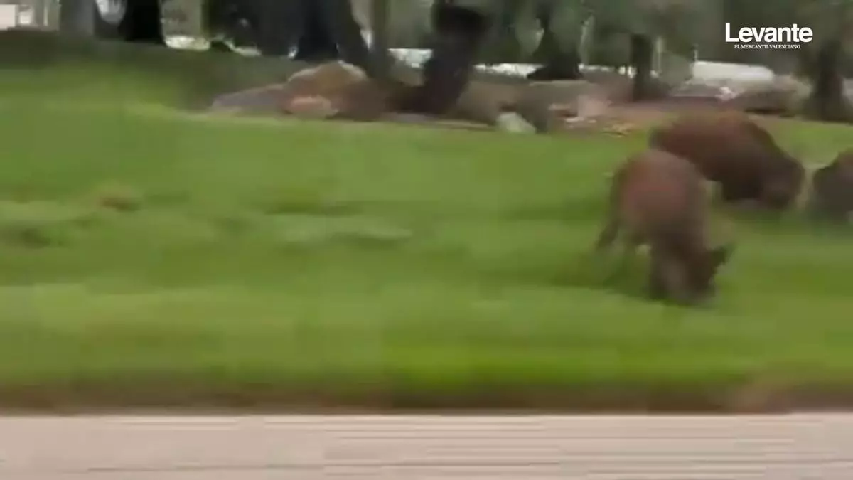 Senglars a plena llum del dia en una de les rotondes més transitades de Gandia