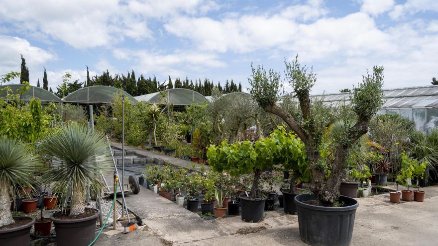 Vivers Garden Sant Pere és l&#039;empresa de confiança per al vostre jardí o terrassa