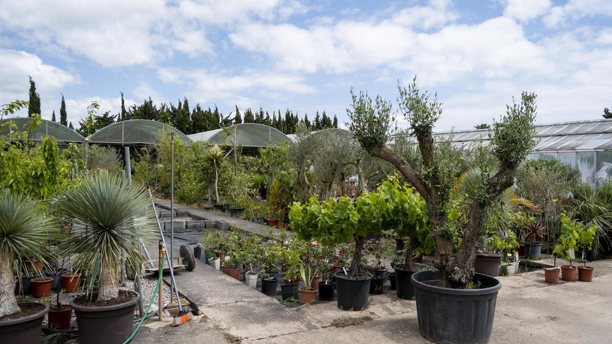 Vivers Garden Sant Pere té una àmplia exposició de flors i plantes