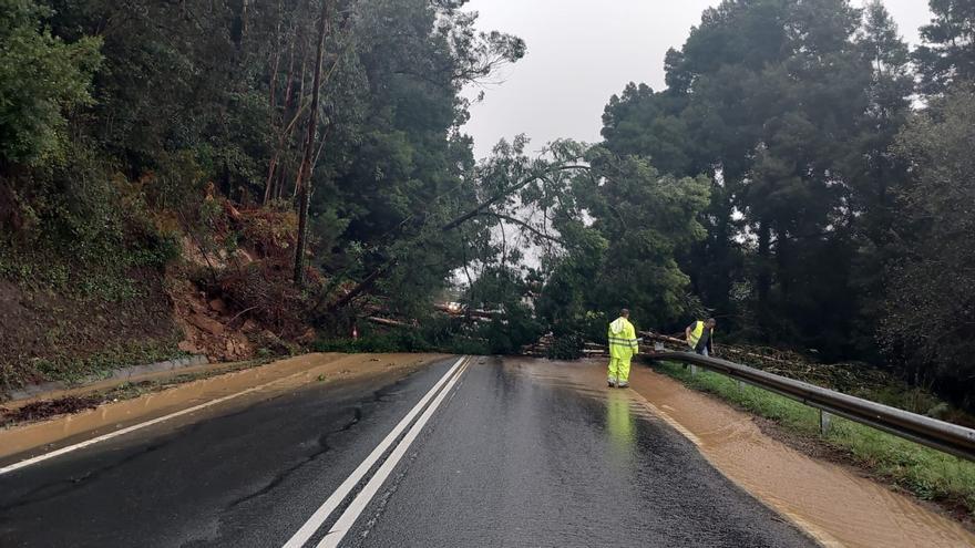 Varios eucaliptos caen y cortan la carretera Cangas-Bueu en A Madalena